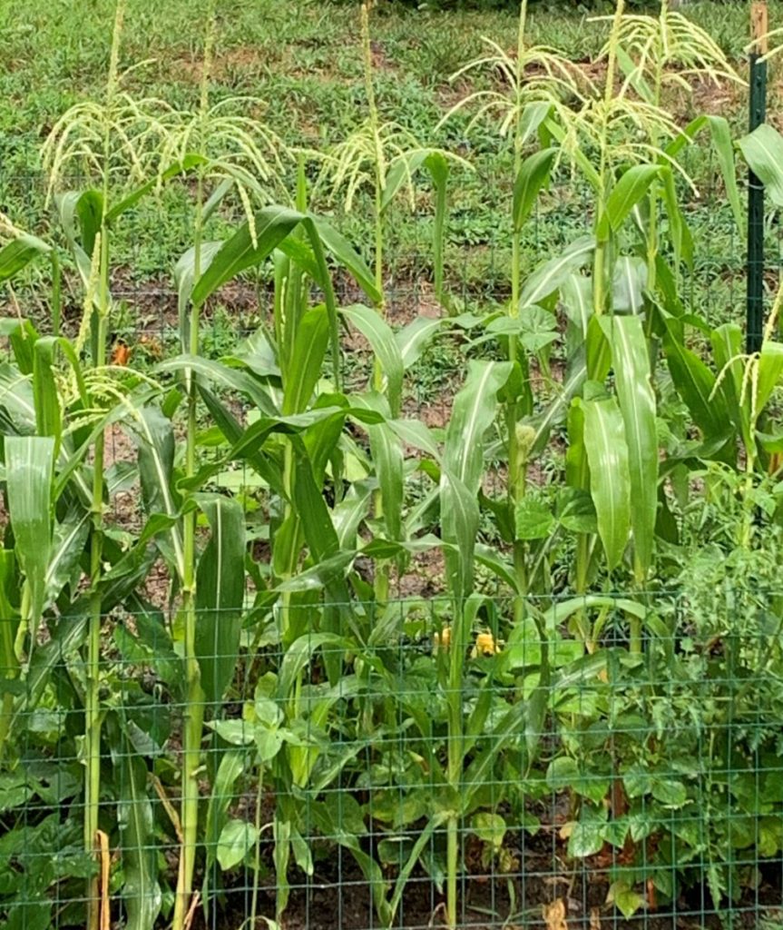 suburban urban homestead backyard corn organic