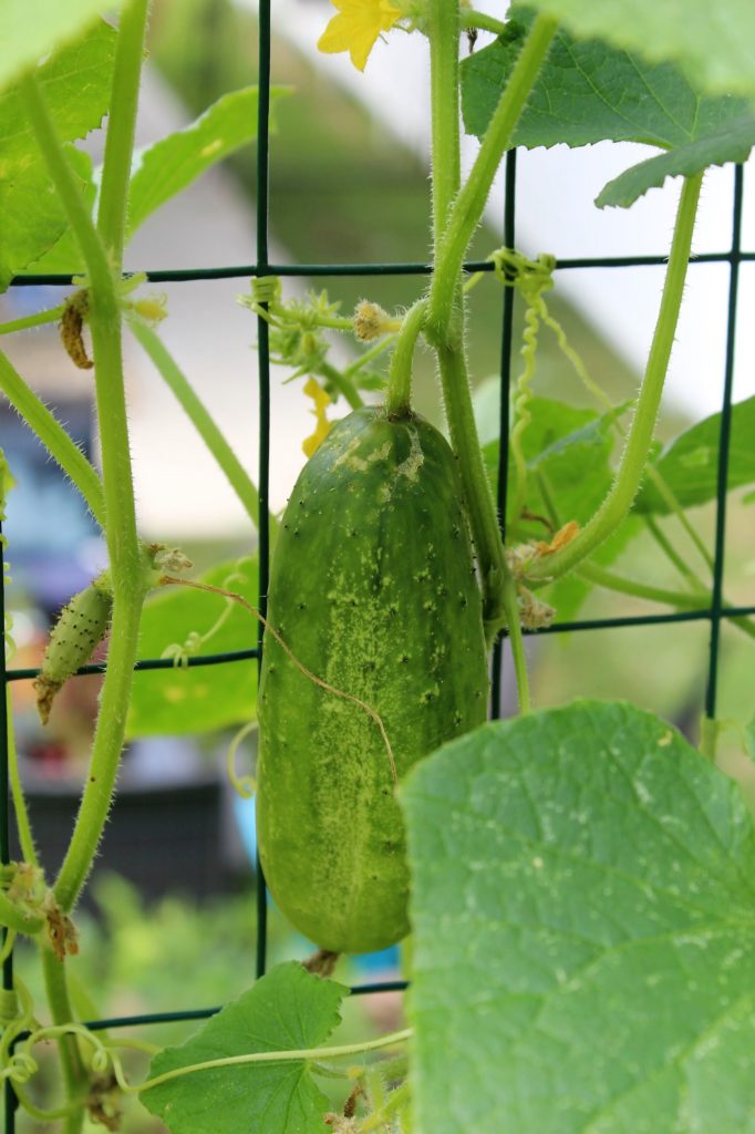 Find The Space to Garden Trellis