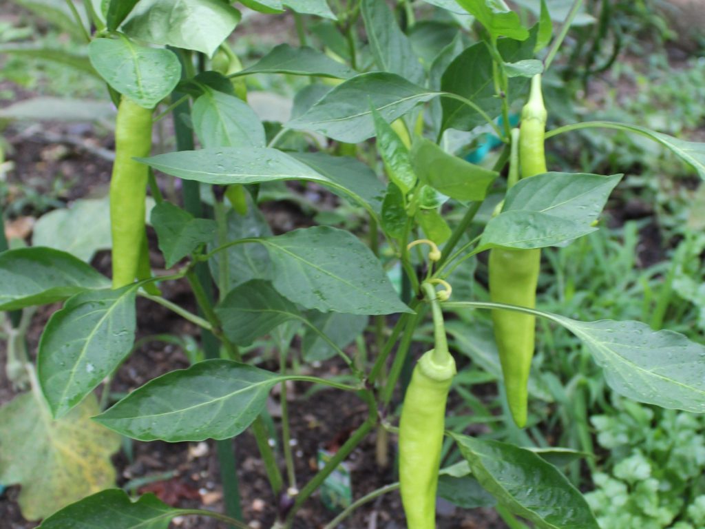 Top 10 Crops for new gardeners - banana peppers